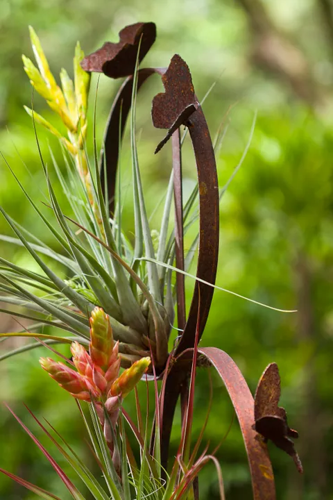 Metal garden forms and air plants